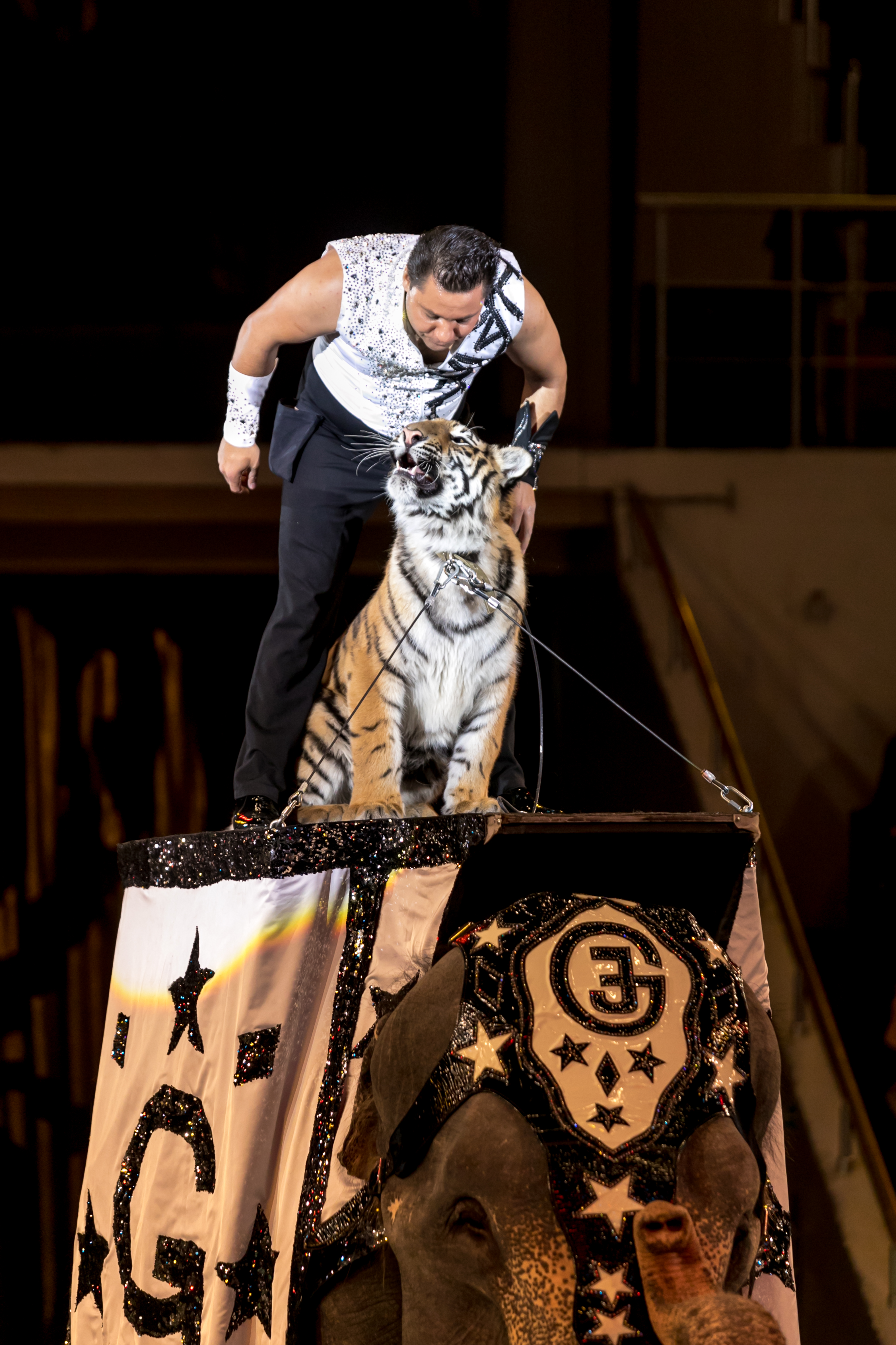 Цирк шоу тигр на слоне 2023