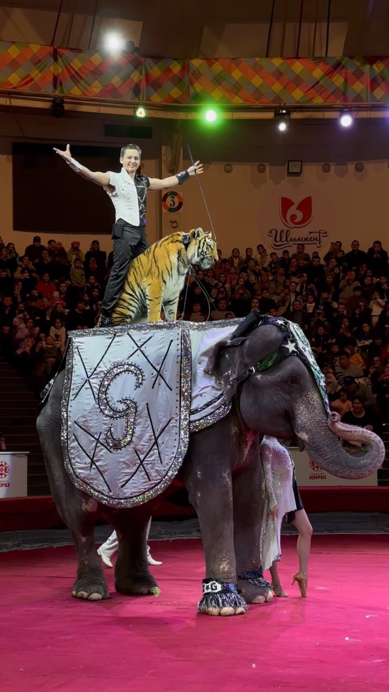 Шоу тигр на слоне. Цирк братьев Гертнер 2024